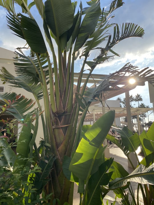 Gartenanlage Hipotels Mediterraneo Club