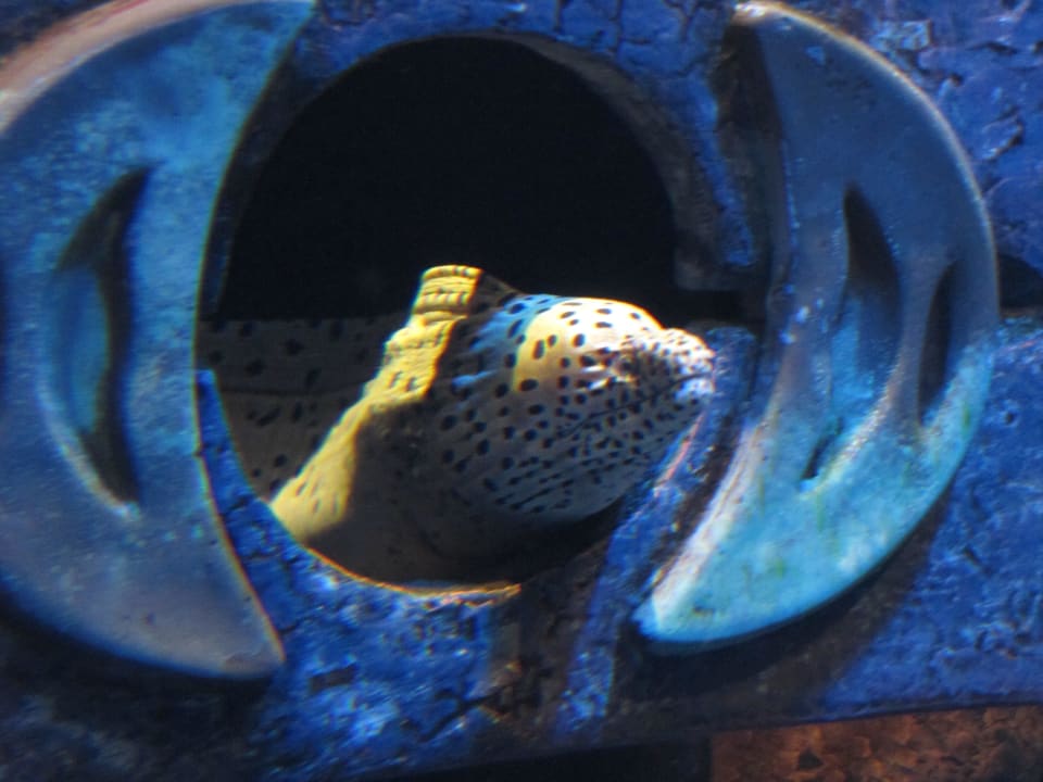 Für Gäste kostenlos Atlantis, The Palm