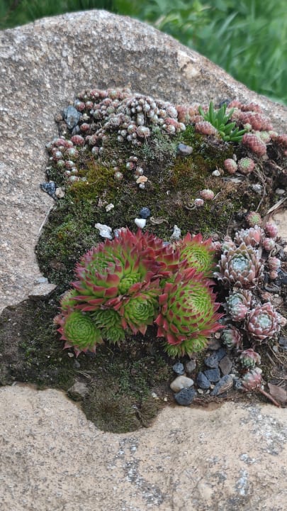 Gartenanlage Montara Suites Bodenmais