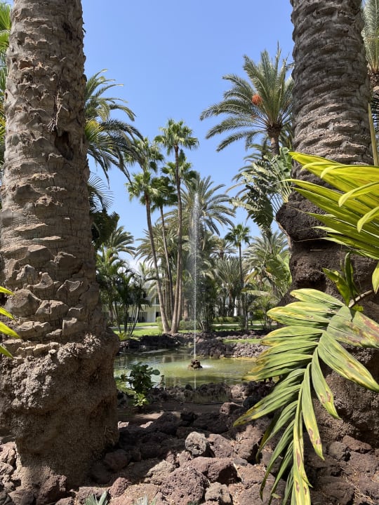 Gartenanlage Hotel Riu Palace Oasis