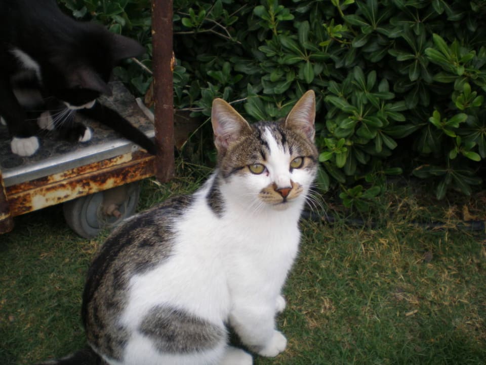 Kater Limak Lara Deluxe Hotel & Resort