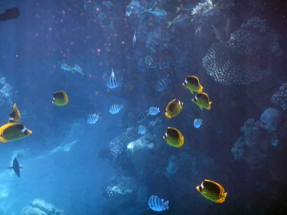 Sehr schönes Riff! Malikia Resort Abu Dabbab