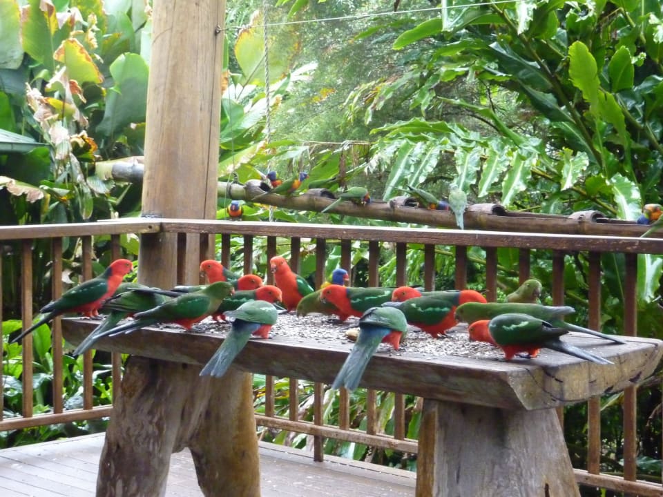 Breakfast with the Birds Rose Gums Wilderness Retreat