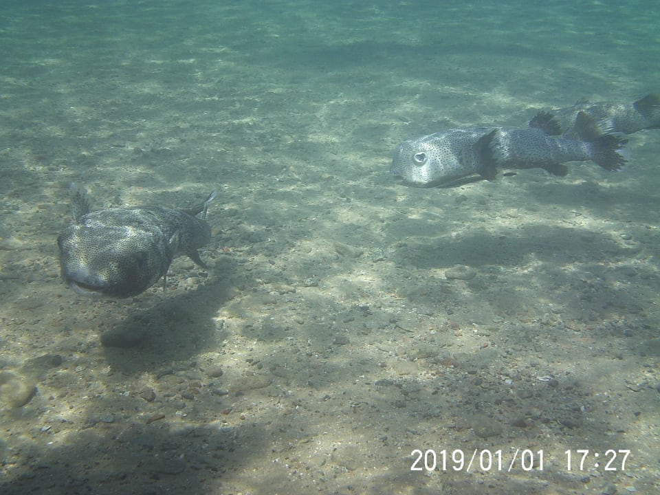 Strand Menaville Safaga