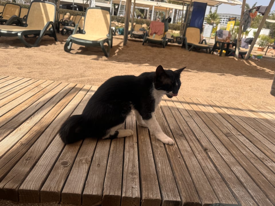 Strand Sherwood Exclusive Lara