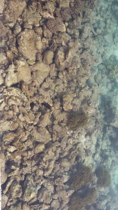 Tote Korallen Summer Island Maldives