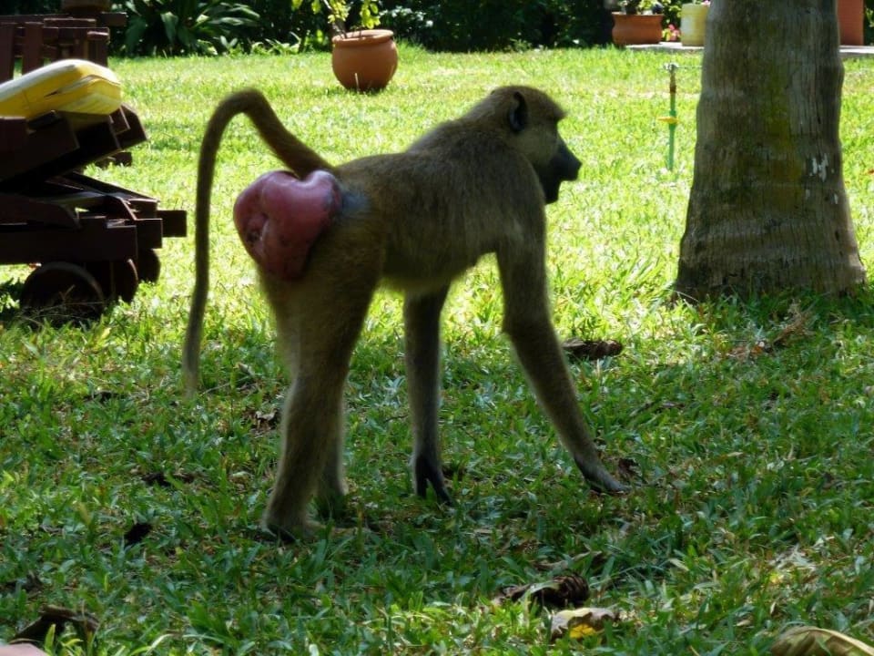 Mit Respekt zu genießen Hotel Papillon Lagoon Reef