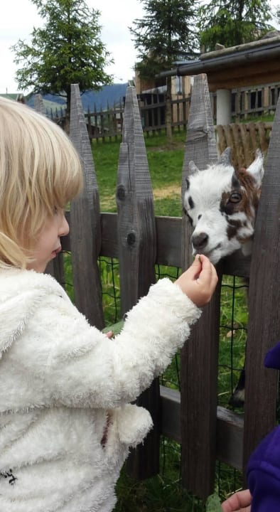 Baby-Ziegen füttern  Naturhotel Forsthofgut