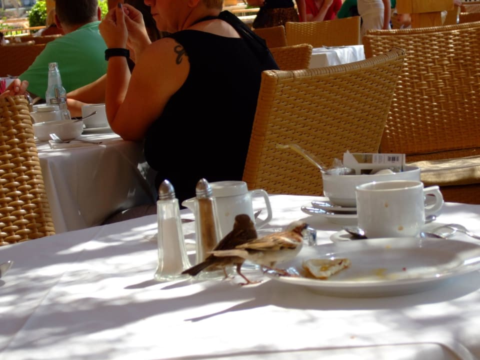 Mitesser beim Frühstück TUI MAGIC LIFE Kalawy