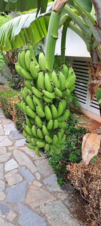 Gartenanlage Sentido Kyknos Beach Adults Only 16+