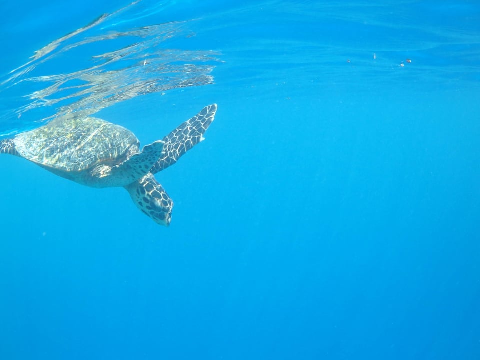 Schnorchelausflug zur Nachbarinsel Kihaa Maldives