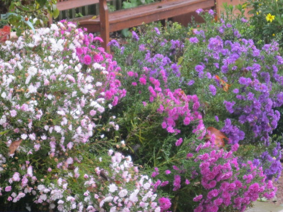 Blumen im Kräutergarten Hotel Landliebe