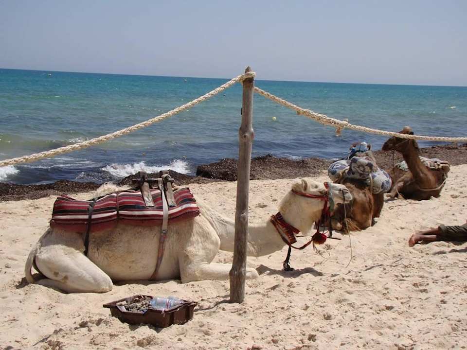 Taxi Ahmet Hotel Paradis Palace