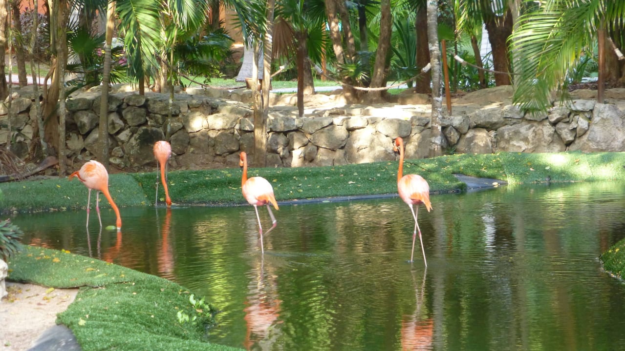 Flamingos Grand Palladium Kantenah Resort & Spa