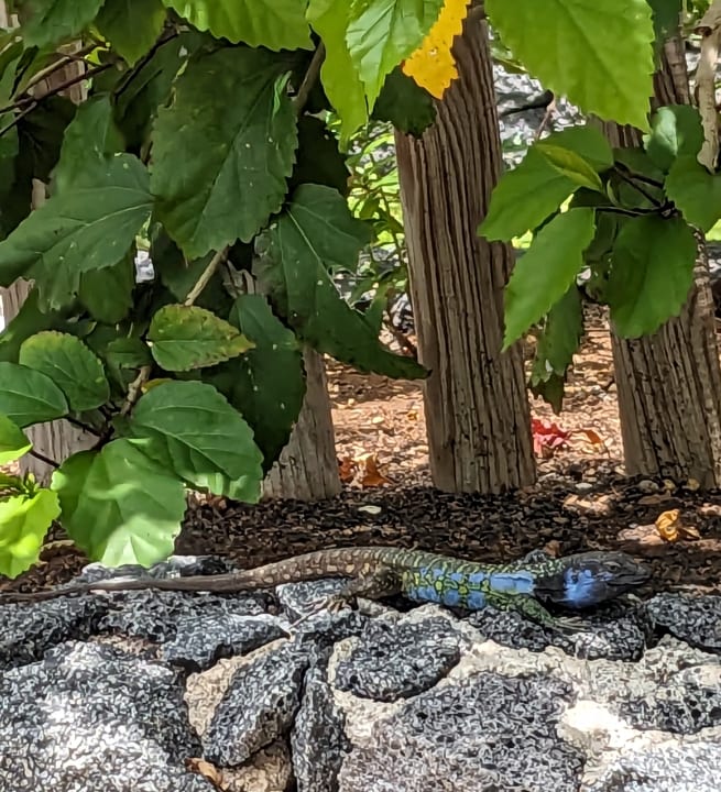 Gartenanlage Tigaiga Suites