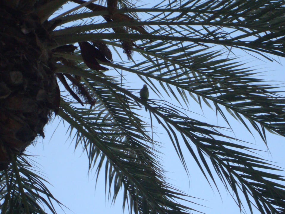 Gartenanlage Hotel Best Siroco