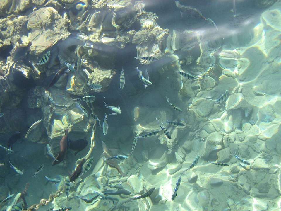 Fische Happy Life Village