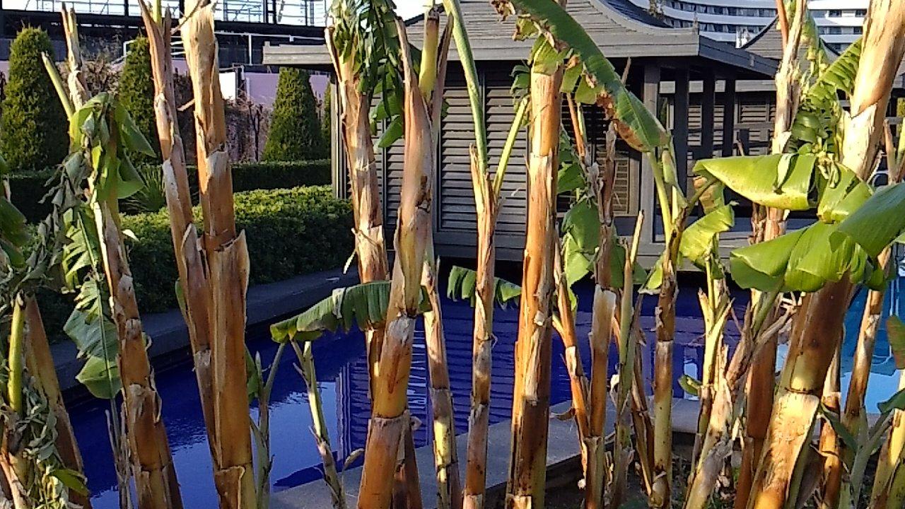 Asiatisch Limak Lara Deluxe Hotel & Resort