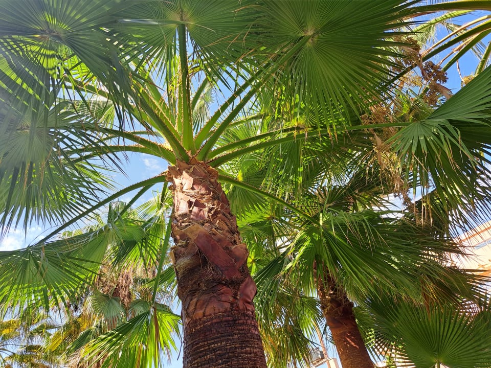 Außenansicht Calimera Sirens Beach