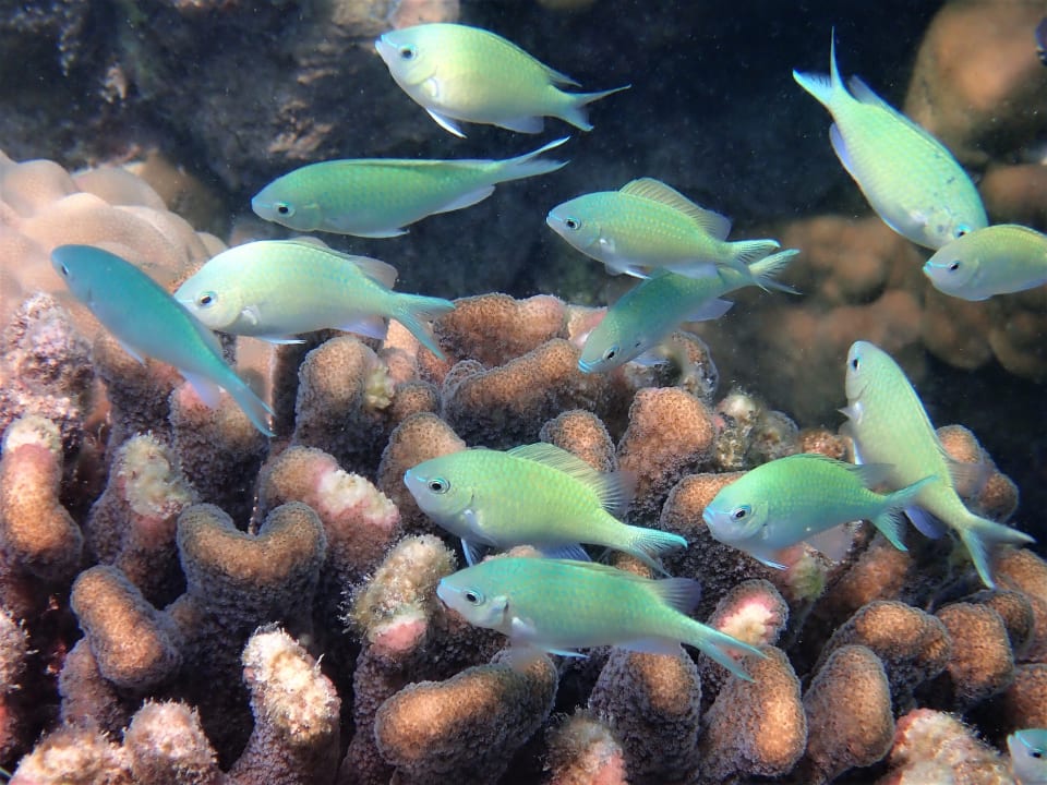 Sport & Freizeit NH Collection Maldives Reethi Resort