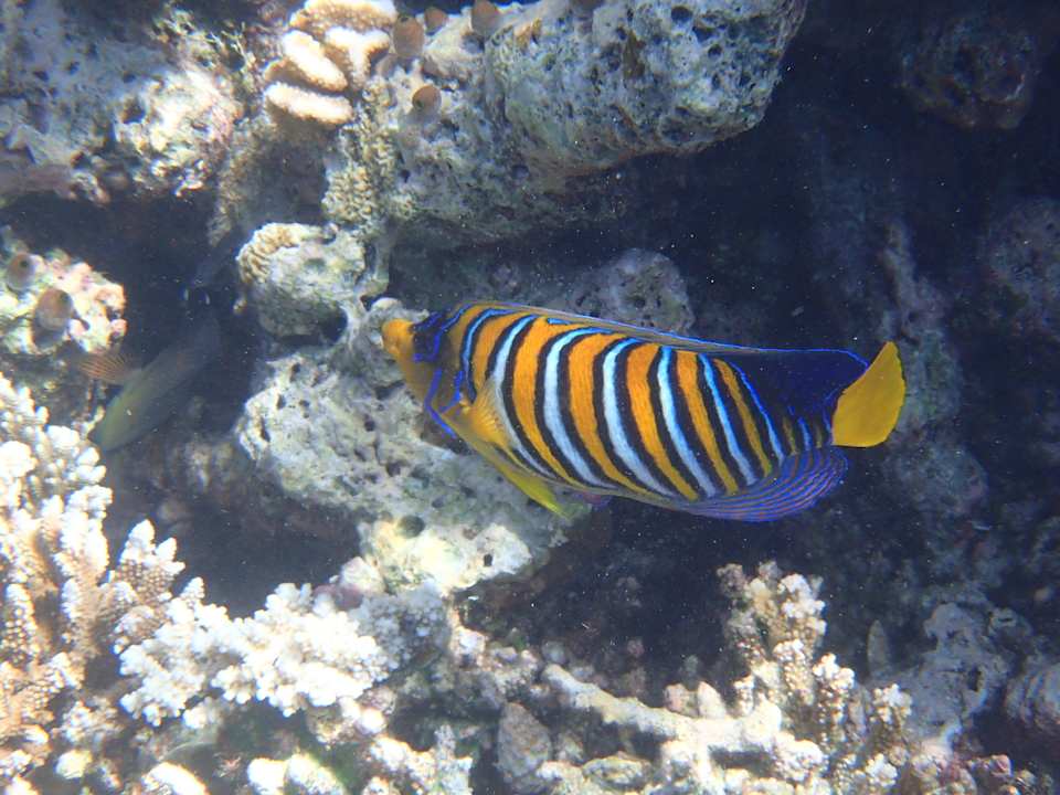 Meerbewohner Meeru Maldives Resort Island