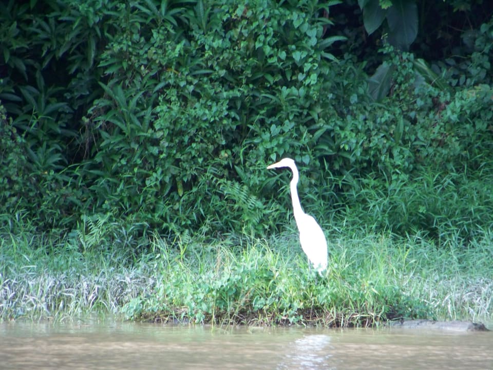 Tiere Borneo Natural Sukau Bilit Resort