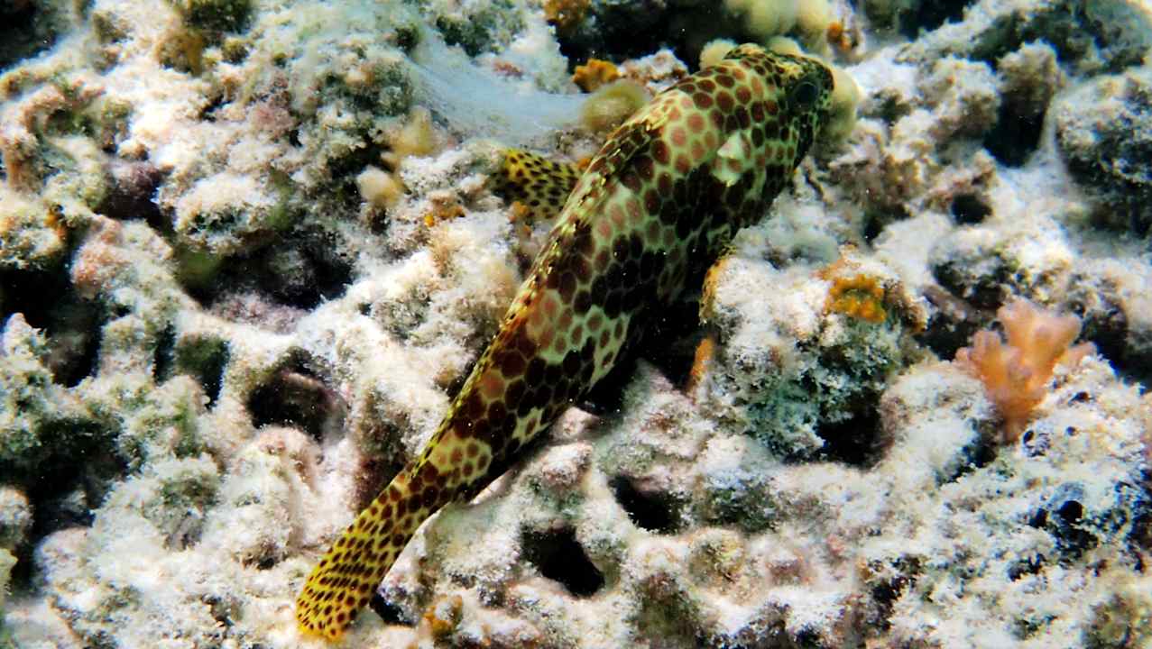 Sport & Freizeit Hotel Riu Palace Maldivas