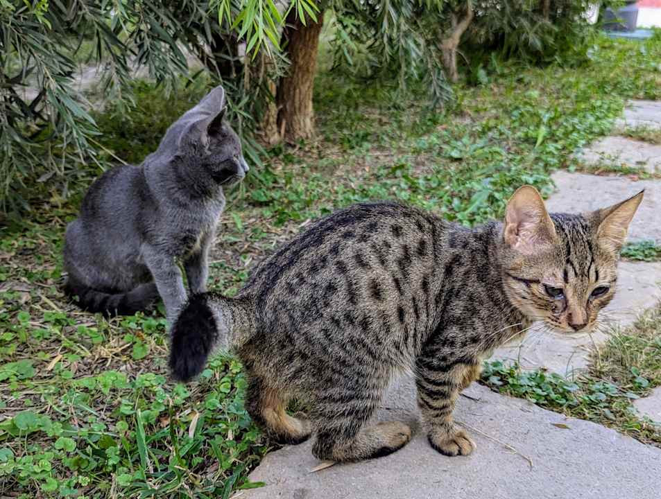 Sonstiges Saphir Resort & Spa