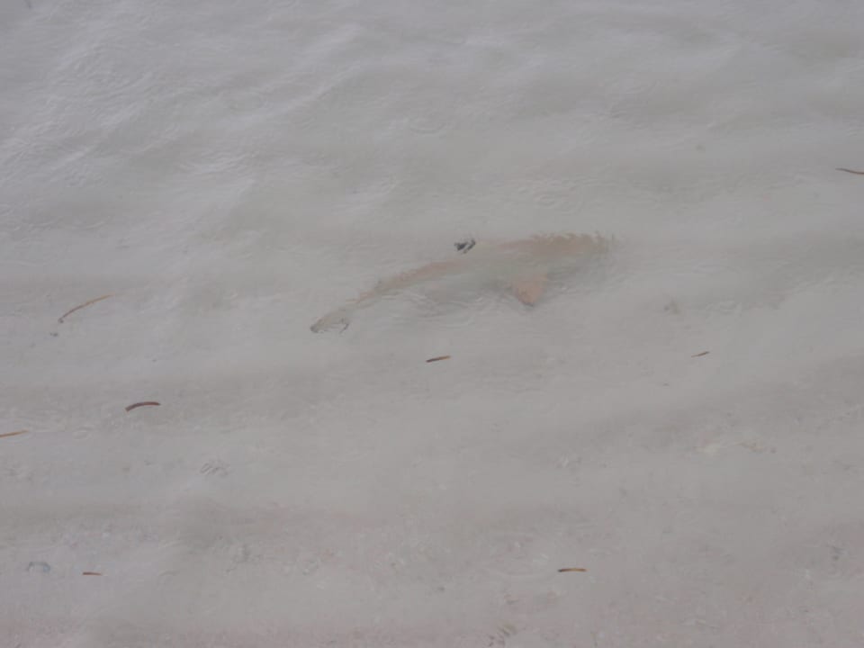 Babyhai Kuredu Island Resort & Spa