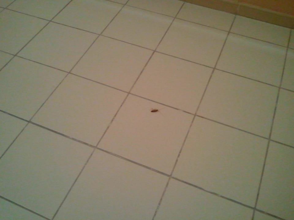 Kakerlake 2 aus Bad im Zimmer 1082 auf Flur SBH Costa Calma Beach Resort