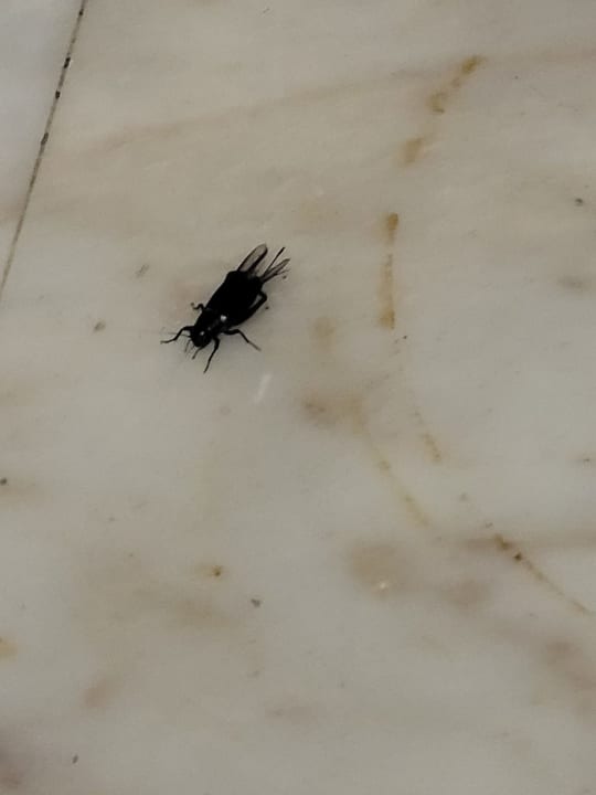 Zimmer Hotel Defne Garden