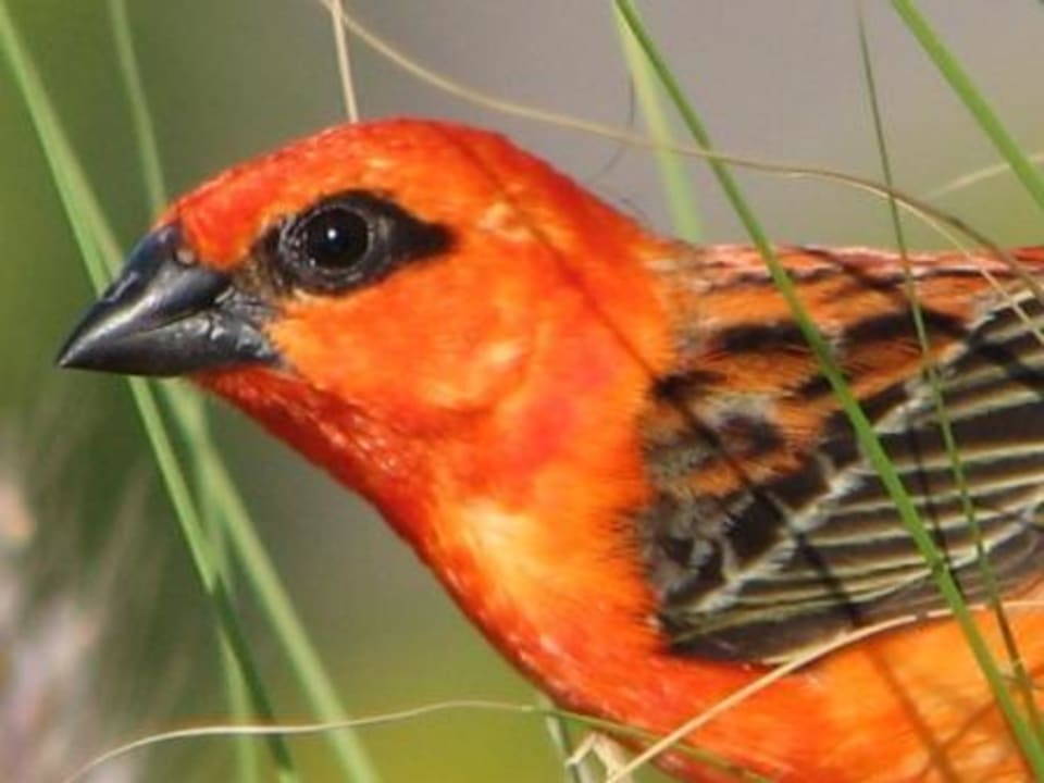 Spatz LUX* Grand Gaube Resort & Villas