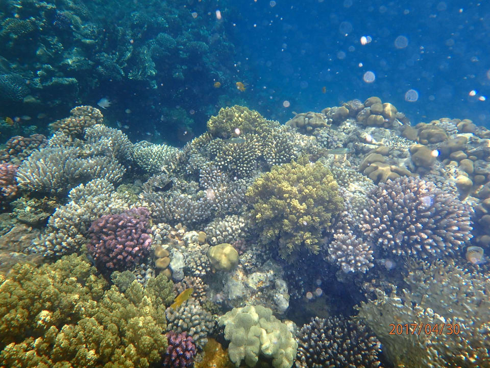 Strand Shams Alam Beach Resort