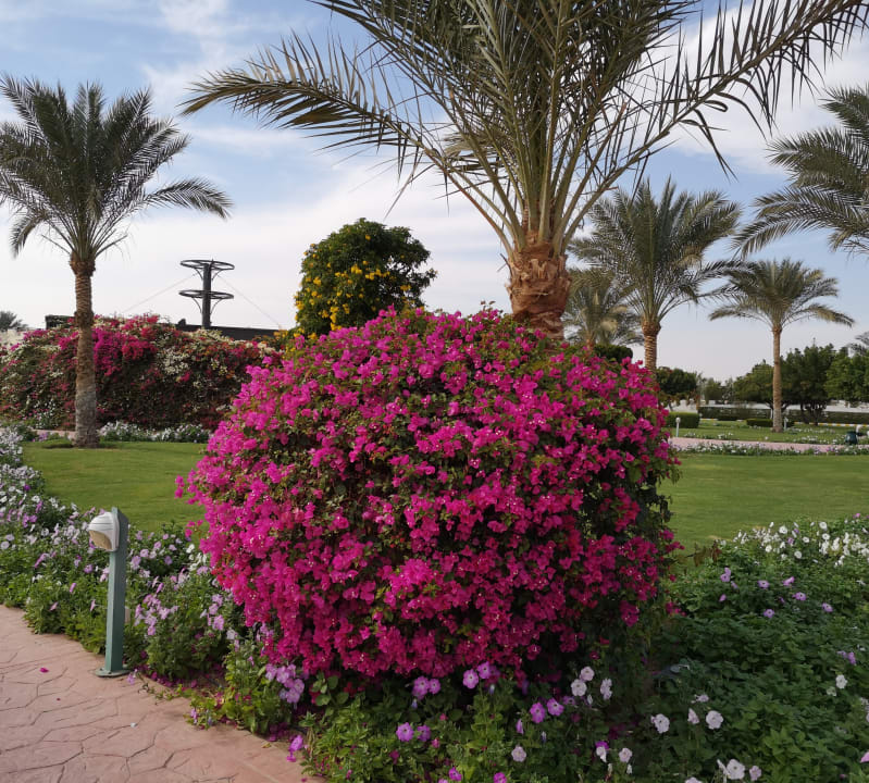 Gartenanlage Desert Rose