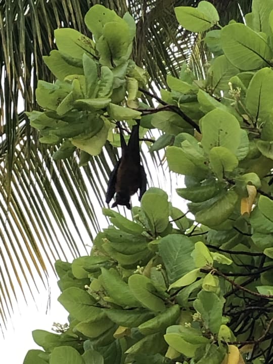 Sonstiges Kuredu Island Resort & Spa