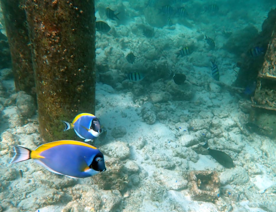 Sport & Freizeit Safari Island Maldives