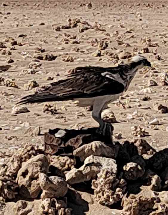 Strand Novotel Marsa Alam Beach Resort