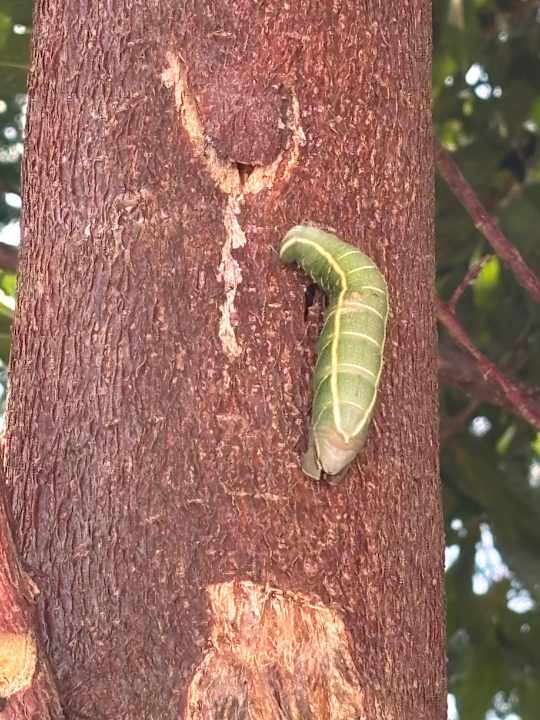 Gartenanlage Mercure Iguazu Hotel Iru