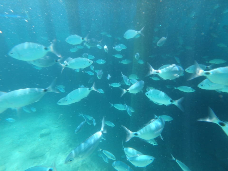 Rybki w mozu Latanya Park Resort