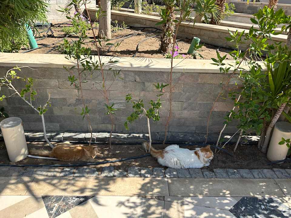 Gartenanlage The Grand Palace - Adults only