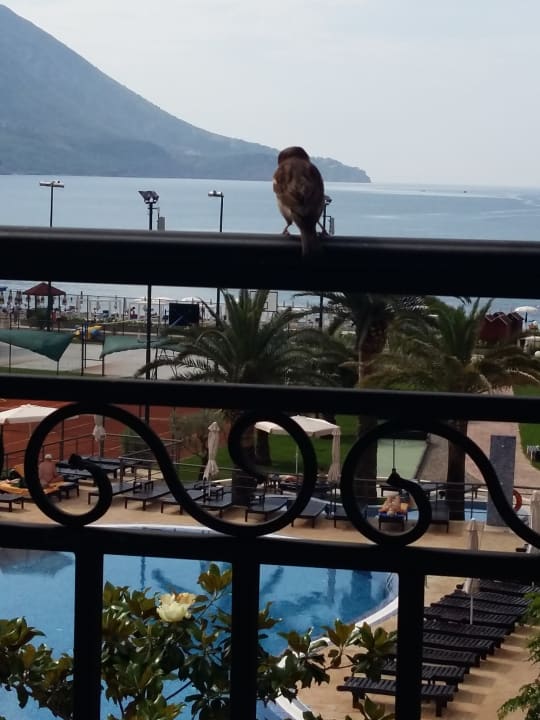 Terrasse, Frühstück mit Spatz Iberostar Waves Bellevue