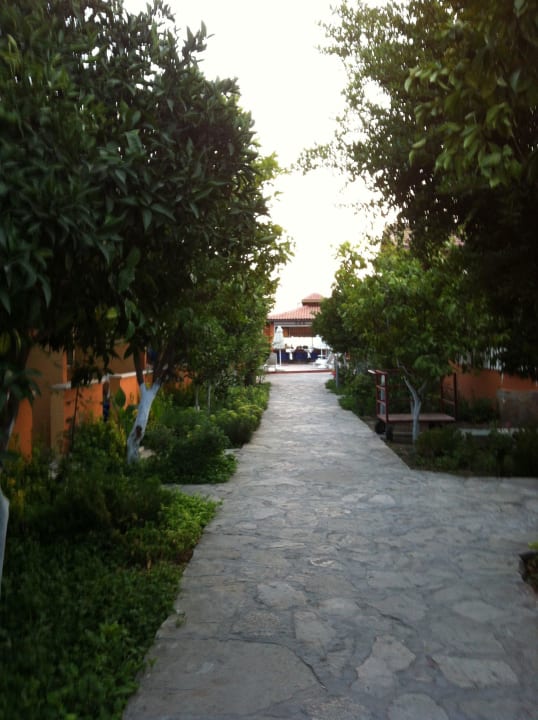 Rechts und links Orangen-und Zitronenbäume Özlem Garden Hotel