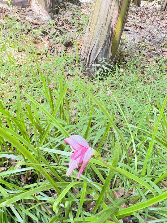 Gartenanlage Adaaran Select Hudhuran Fushi - Premium All Inclusive