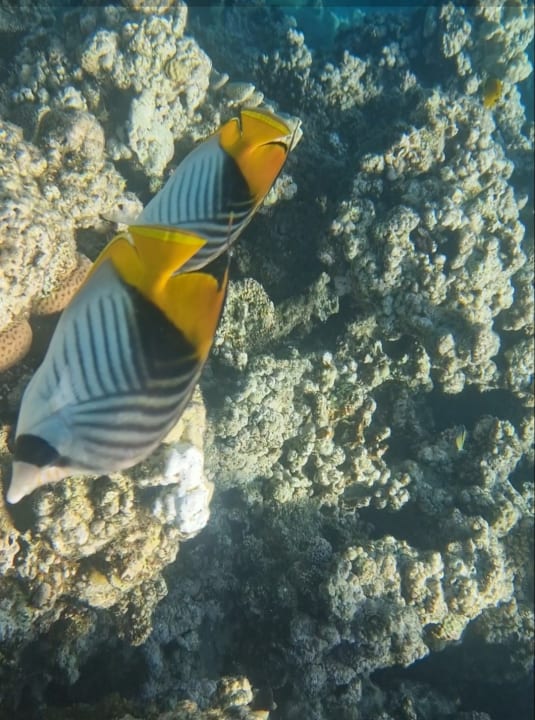 Sport & Freizeit Cleopatra Luxury Resort Makadi Bay