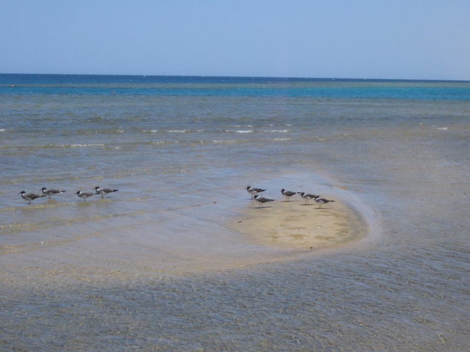 Stelldichein Lahami Bay Beach Resort