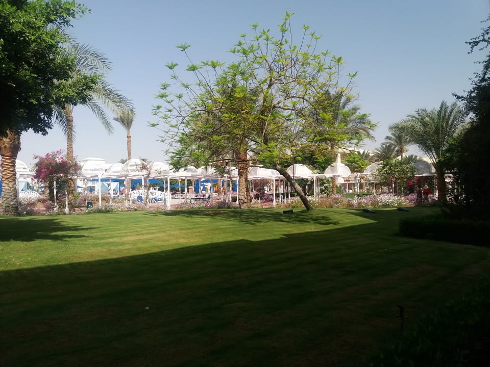 Gartenanlage Desert Rose