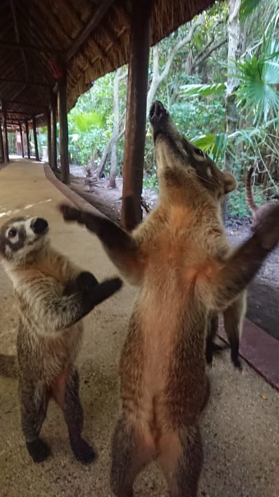 Sonstiges Grand Palladium Kantenah Resort & Spa