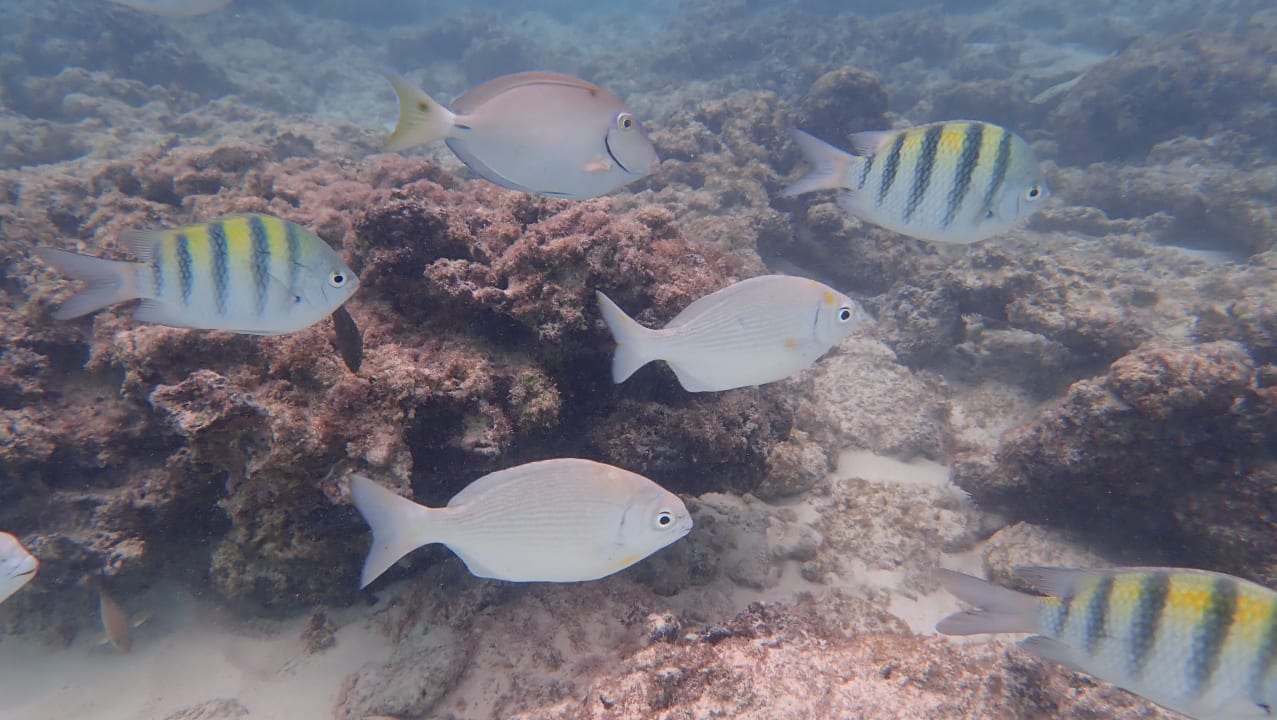 Strand Hotel Viva Dominicus Beach by Wyndham - All Inclusive Resort