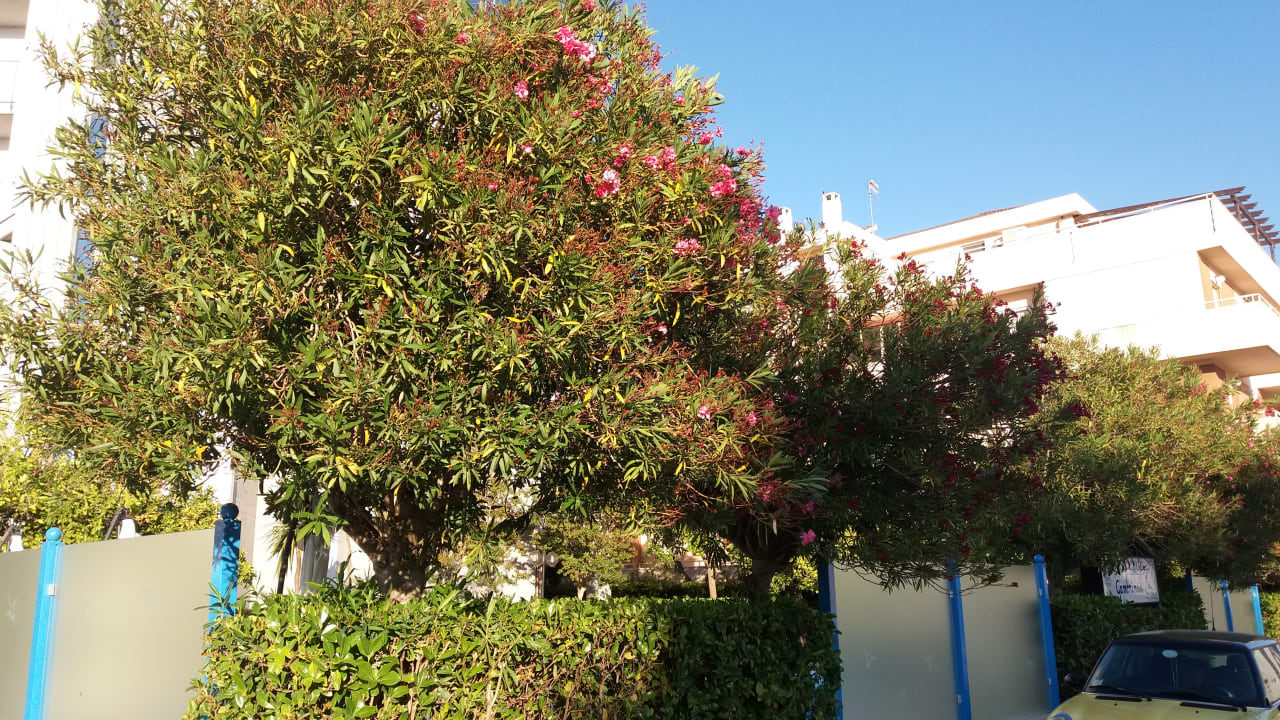 Gartenanlage SeaPark Family Resort & SPA