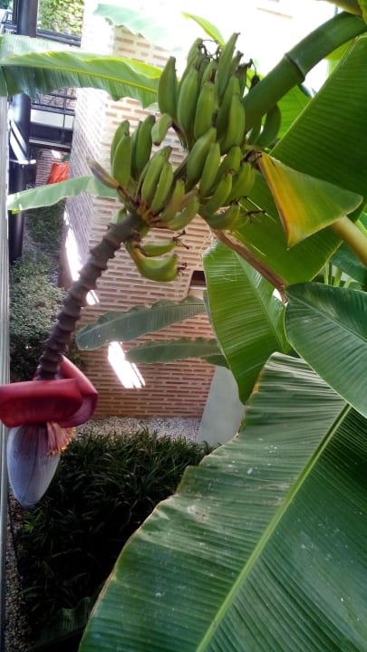 Бананы Limak Limra Hotel & Resort